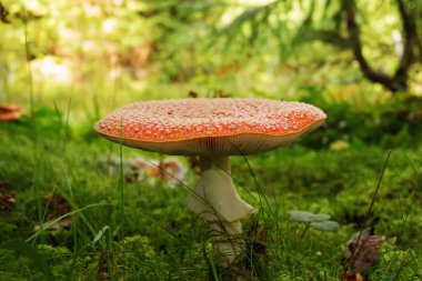 Sonbahar ışığında güzel kırmızı agarik (orman zehirli mantar, Amanita muscaria))