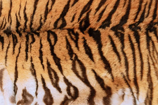 real tiger skin texture, animalpelt background for your design