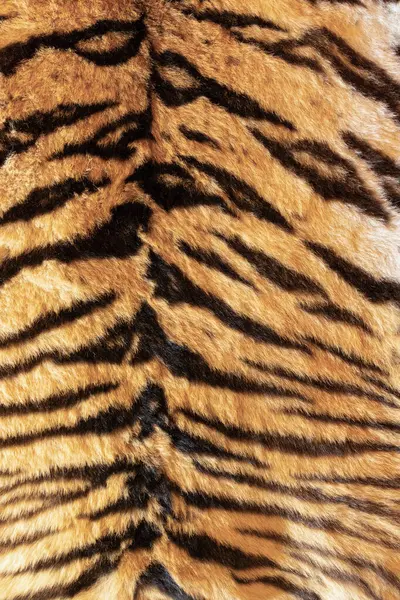 tiger pelt with beautiful stripes, real animal fur background for your design