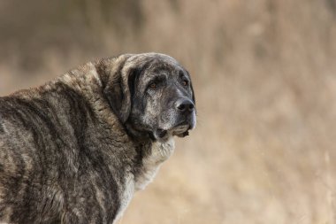 Güzel Asyalı çoban, sürünün korunması için harika bir köpek, Kangal.