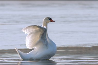 bir flowez gölet (Cygnus olor) üzerinde kanat çırpan sessiz kuğu; wnter, bu kuşsseek donmuş olmayan alanlar için
