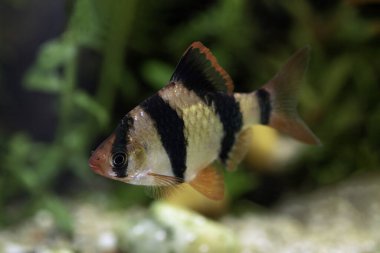 Tatlı su tankında erkek kaplan iğnesi (Barbus tetrazona)