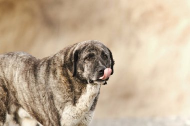Asyalı çoban köpeğinin portresi, kangal, büyük ve güçlü bir bekçi köpeği.