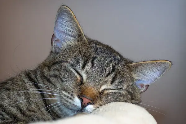 cute sleepy kitten, portrait of motley cat