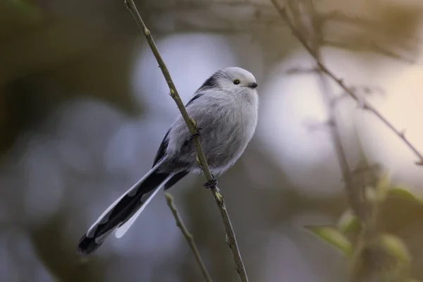 Stock image Aegithalos caudatus perched on twig, the tiny long tailed tit in beautiful orange light