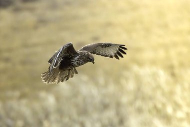 Avrupa 'da yaygın bir akbaba uçuyor (Buteo buteo)