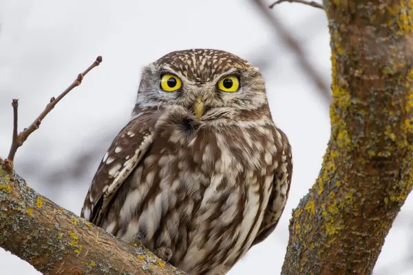 curious little owl looking at the camera, wild bird in natural habitat (Athene noctua)