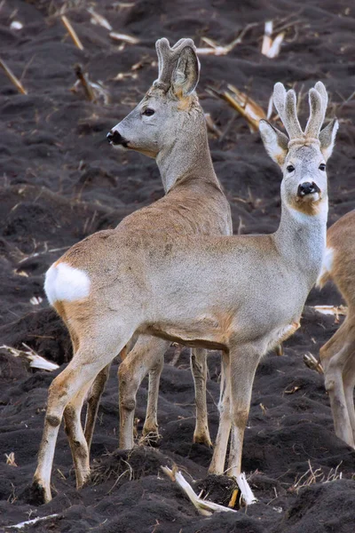 roe deers on ploughed land; these animals can become pests in farmland areas (Capreolus capreolus)