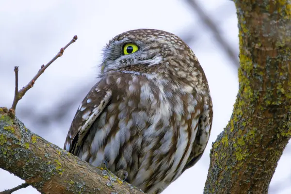 closeup of little owl on a branch (Athene noctua)