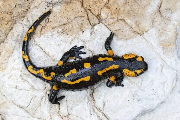 fire salamander on a rock near the river (Salamandra salamandra)
