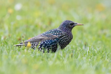 Parktaki yeşil çimenlikte güzel sığırcıklar, çiftleşme mevsiminde çekilmiş görüntüler, renkleri harika olduğunda (Sturnus vulgaris))