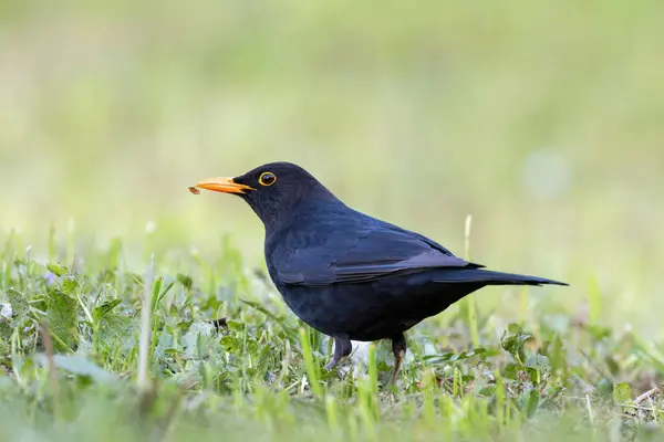 stock image beautiful male blackbird on green lawn, foraging for food in the park (Turdus merula)