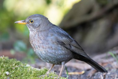 utangaç dişi karatavuk (Turdus merula), parktaki vahşi kuş