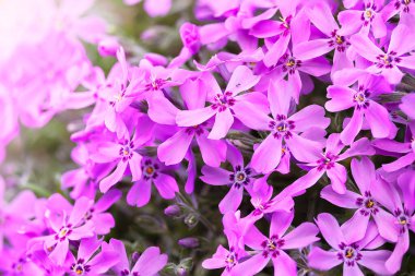 (Phlox pilosa güzel ışık altında rengarenk phlox çiçekleri)