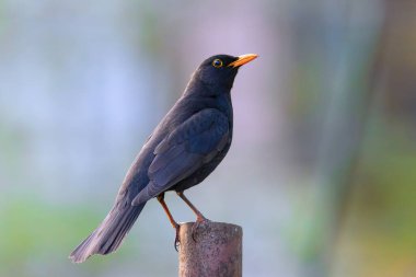 Güzel şafakta sıradan bir karatavuk portakal ışığı (Turdus merula)