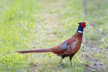 Doğal ortamında renkli sülün horozu (Phasianus colchicus)