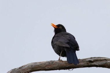 Çiftleşme mevsiminde erkek karatavuk ötüyor (Turdus merula)