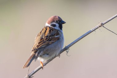 Erkek Avrasya ağaç serçesi odak arkaplanı dışında (Passer montanus); bu tür Avrupa 'nın kırsal bölgelerinde daha yaygındır