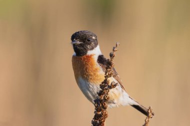 erkek ortak taş kaplama odak arkaplanı üzerinde kapatma (Saxicola torquatus)