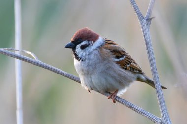 Erkek Avrasya Ağaç Serçesi (Passer Montanus)