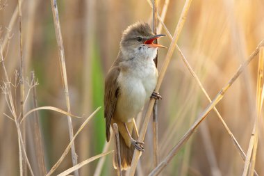 Çiftleşme mevsiminde büyük sazlık bülbülü şarkı söyler (Acrocephalus arundinaceus)