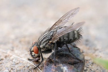 flesh fly macro shot, focus stacking image (Sacrophaga carnaria) clipart