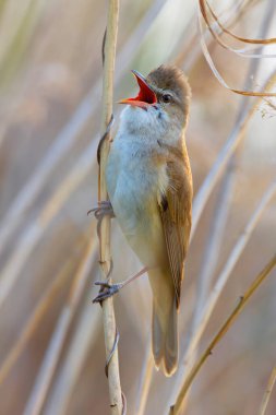 Büyük sazlık bülbülü üreme mevsiminde şarkı söyler (Acrocephalus arundinaceus)