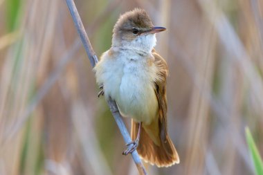 Sazlık dal üzerinde büyük sazlık bülbülü, üreme mevsiminde erkek (Acrocephalus arundinaceus))