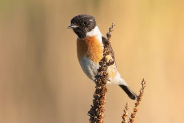 Doğal yaşam ortamında taştan erkek, odak arkaplanı üzerinde kuş (Saxicola torquatus)