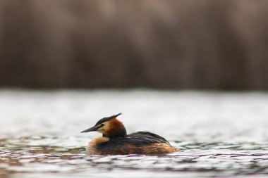 Su yüzeyinde büyük ibikli grebe (Podiceps kristali)
