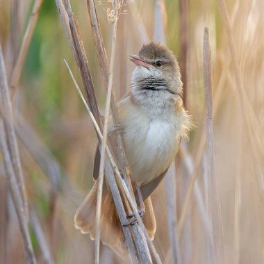 Erkek büyük kamış ötleğeni doğal yaşam alanında (Acrocephalus arundinaceus)