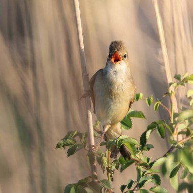 Akrocephalus palustris çiftleşme mevsiminde şarkı söyler (bataklık bülbülü); doğal yaşam alanında kuş, erkek kendi bölgesini korur
