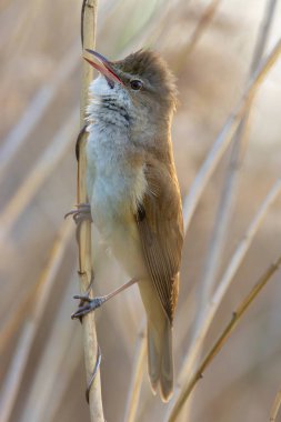 Doğal habitatta (Acrocephalus arundinaceus) erkek sazlık bülbülünün yakın çekimi)