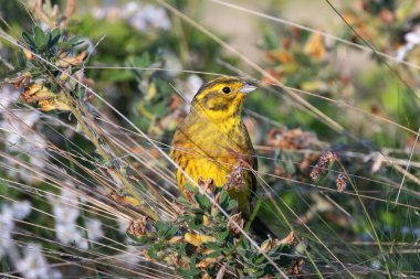 Çimenlerde saklanan renkli erkek sarı çekiç (Emberiza citrinella)