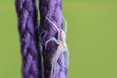 macro shot of northern crab spider, focus stack image (Mecaphesa asperata) clipart