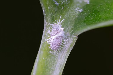 woolly aphid on infested house plant; these creatures are serious pests for houseplants clipart
