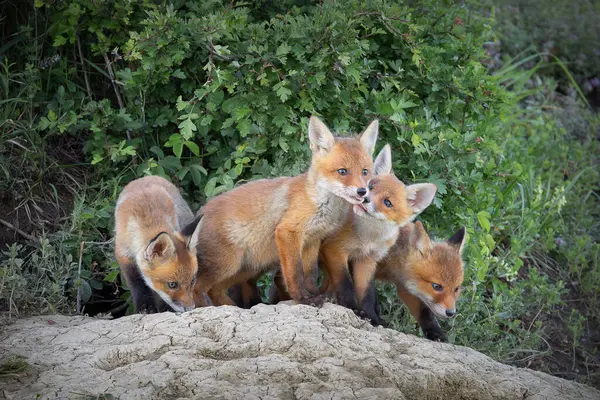 stock image red fox cubs playing in front of the den (Vulpes vulpes)