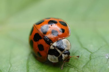 Yaprağın üzerindeki kırmızı uğur böceğinin makro görüntüsü
