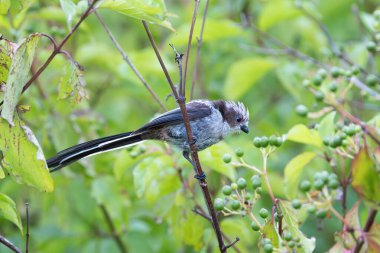 juvenile long tailed tit in natural habitat (Aegithalos caudatus)