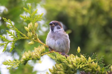 Genç erkek Avrasya ağaç serçesi yeşil thuja üzerinde (Yolcu Montanus)