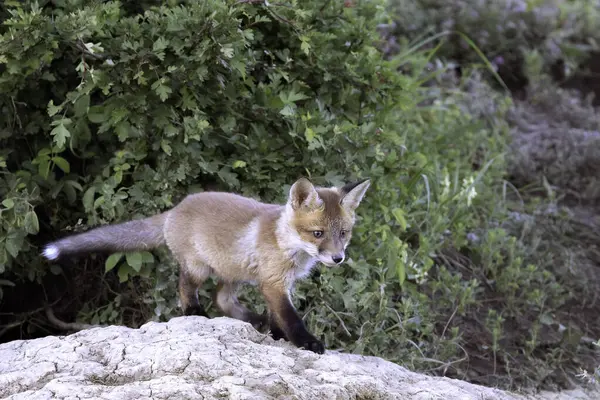 stock image cute red fox cub in natural habitat (Vulpes vulpes); wild young animal near the den