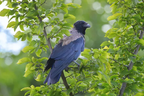 Kapüşonlu karga yapraklı bir ağaca tünemiş (Corvus corone cornix)