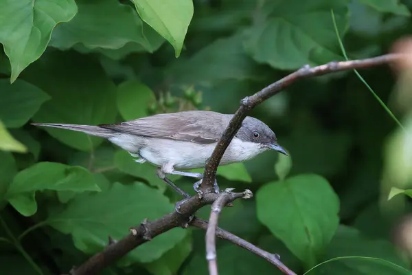 stock image male lesser whitethroat on a bush (Curruca curruca), bird in natural habitat