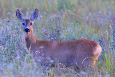 Kameraya bakan meraklı geyik geyiği (Capreolus capreolus, dişi), şafak vakti doğal ortamdaki hayvan