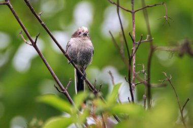 cute juvenile long tailed tit on a twig (Aegithalos caudatus)