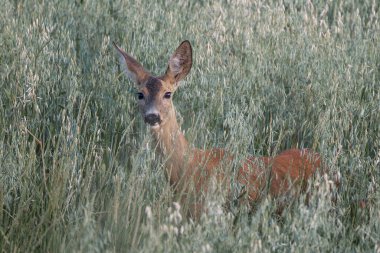 Meraklı dişi geyik tarlada (Capreolus capreolus)