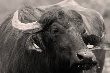büyük bir öküzün siyah beyaz portresi, evcil bufalo (Bubalus bubalis)
