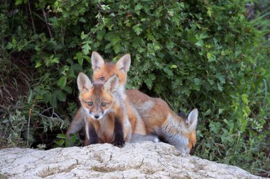 Yuvanın yakınındaki kırmızı tilki yavruları (Vulpes vulpes), doğal ortamdaki genç hayvanlar; tilki yavruları utangaçtırlar ve sadece akşam karanlığında yuvadan çıkarlar.