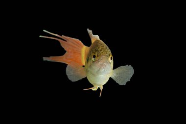 male paradise fish on dark background. (Macropodus opercularis); this is a colorful fish from Asia, popular for tanks clipart