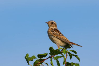 Bir çalılığın tepesinde dişi whinchat (Saxicola rubetra)